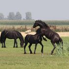 frisian horses-2