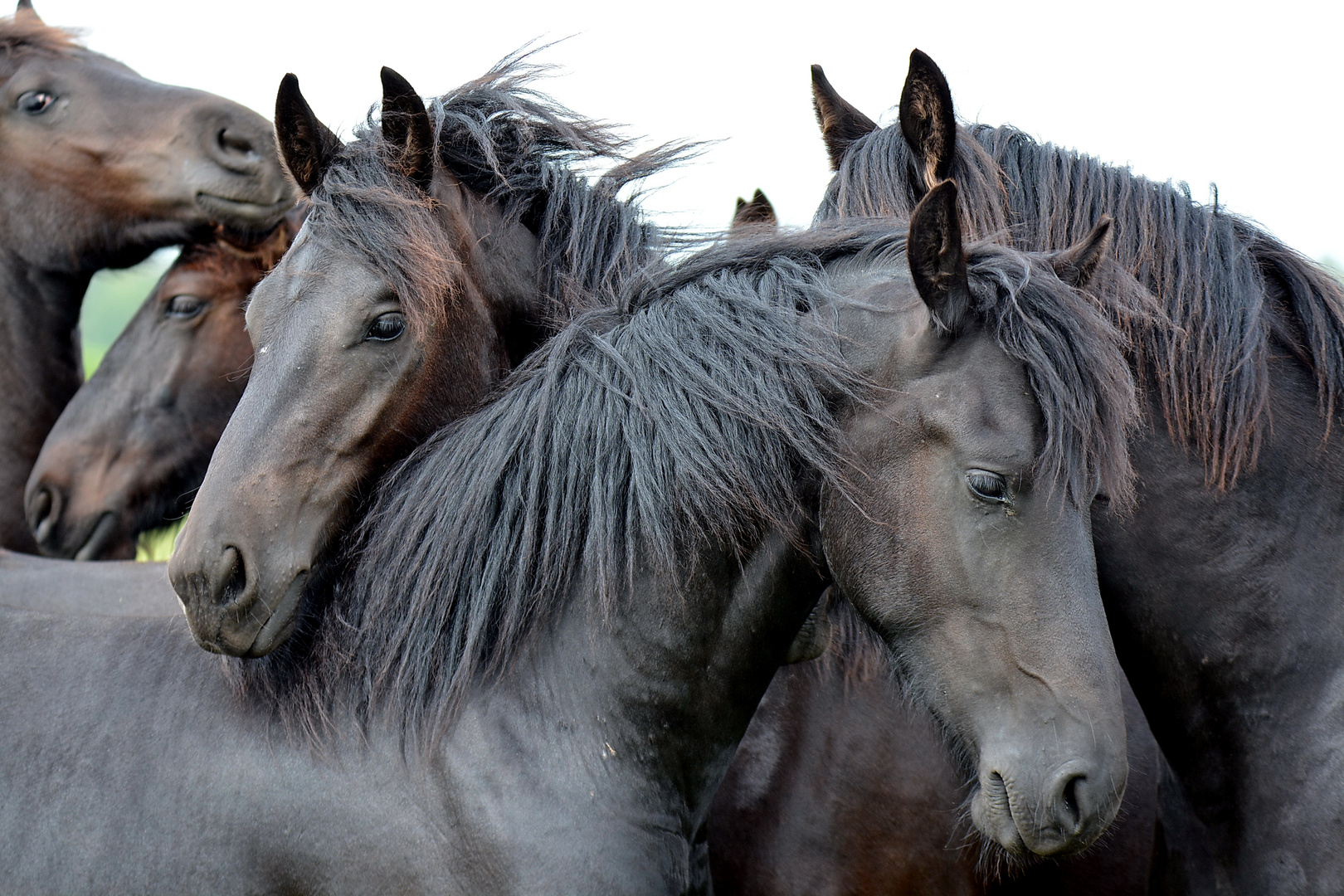 Frisian Horses