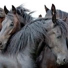 Frisian Horses