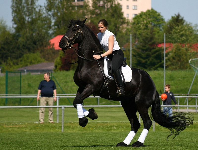 Frisian mare