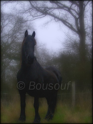 Frison2