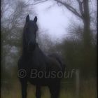 Frison2