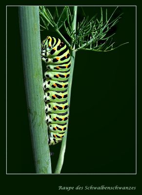 ... friss dich schön (reload)