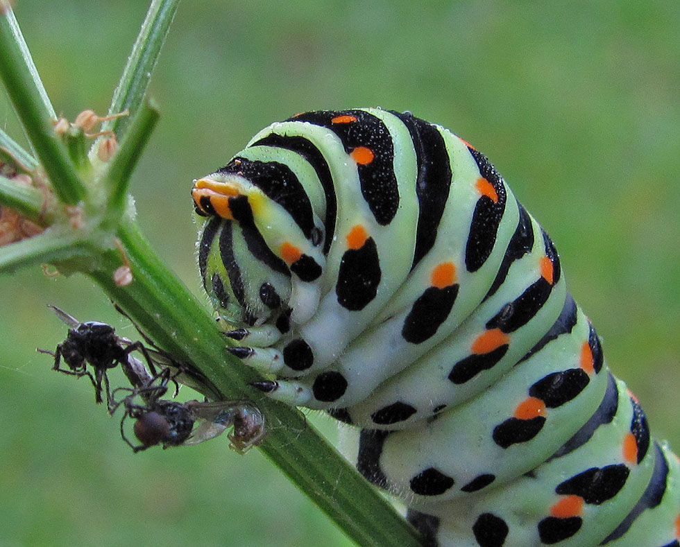 Frisst die Raupe Fliegen?