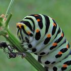 Frisst die Raupe Fliegen?