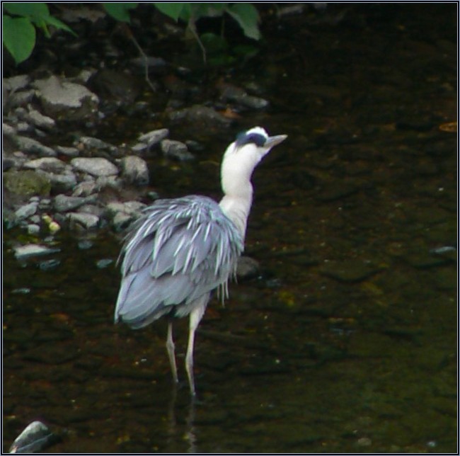 Frisurenreiher - coiffured heron