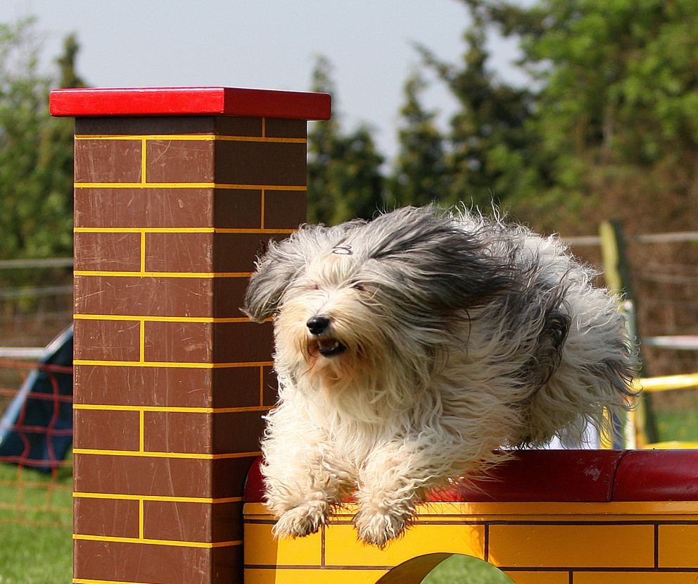 Frisurentrends im Hundesport nun gerade