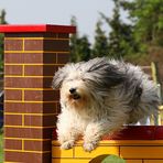 Frisurentrends im Hundesport nun gerade