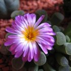 Frithia Pulchra Blüte