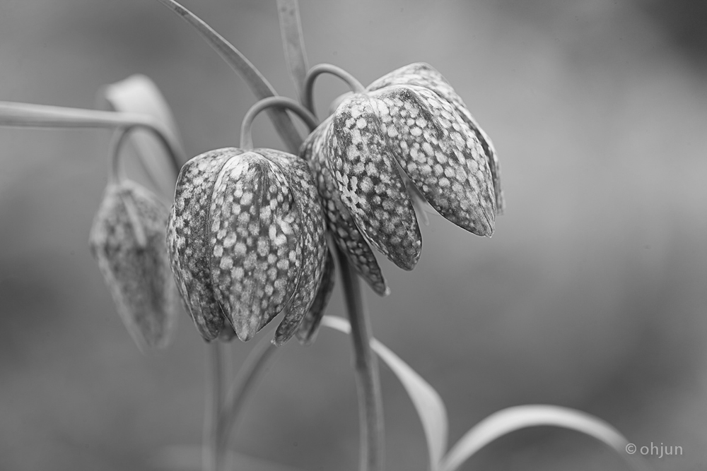 Fritilaria