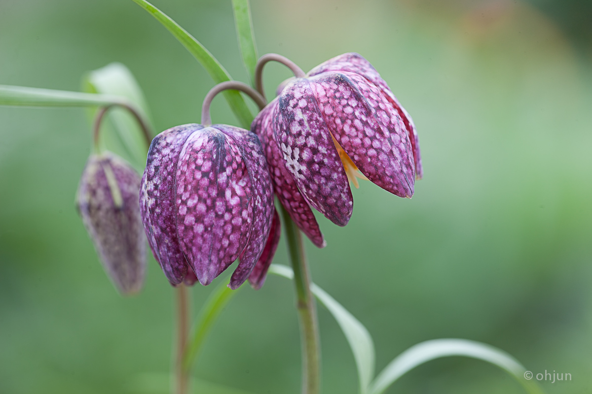 Fritilaria in Farbe