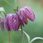 Fritilaria in Farbe