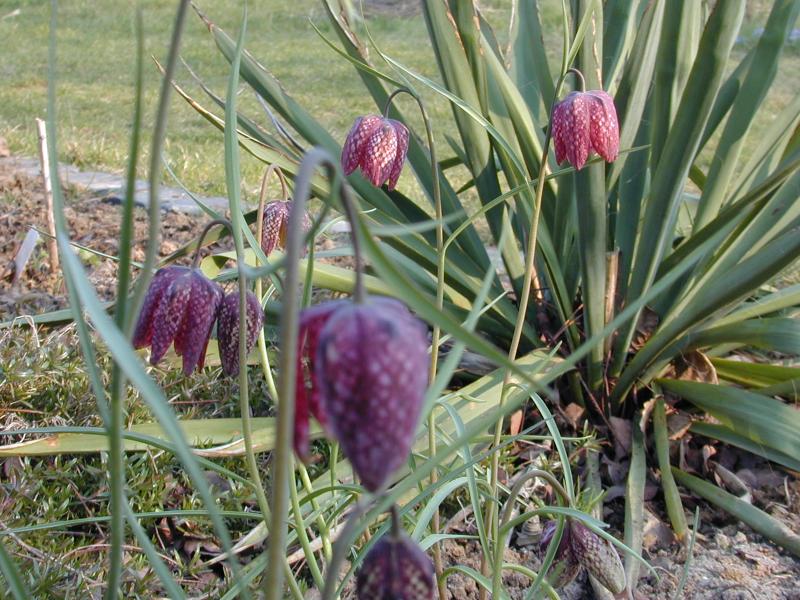 Fritilaria melleagris