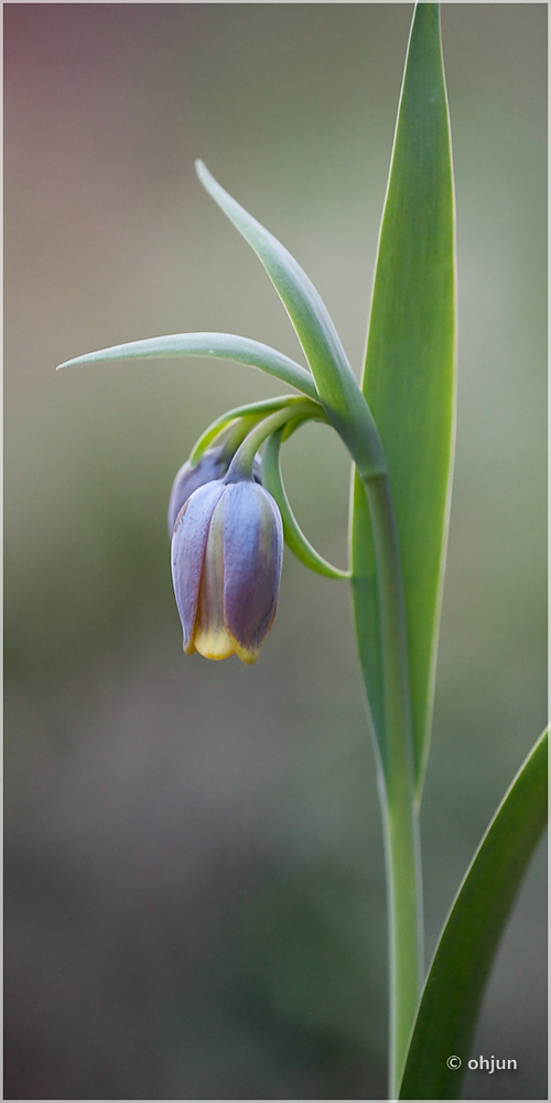 Fritilaria uva vulpis