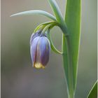 Fritilaria uva vulpis