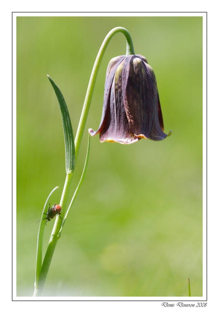 Fritillaire des Pyrénées