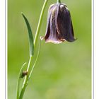 Fritillaire des Pyrénées