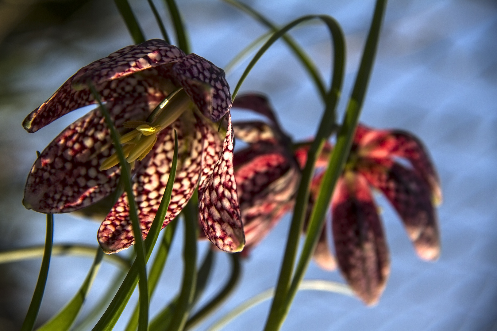 Fritillaire pintade