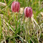 Fritillaria (1)