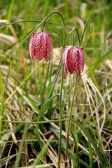 Fritillaria (1)