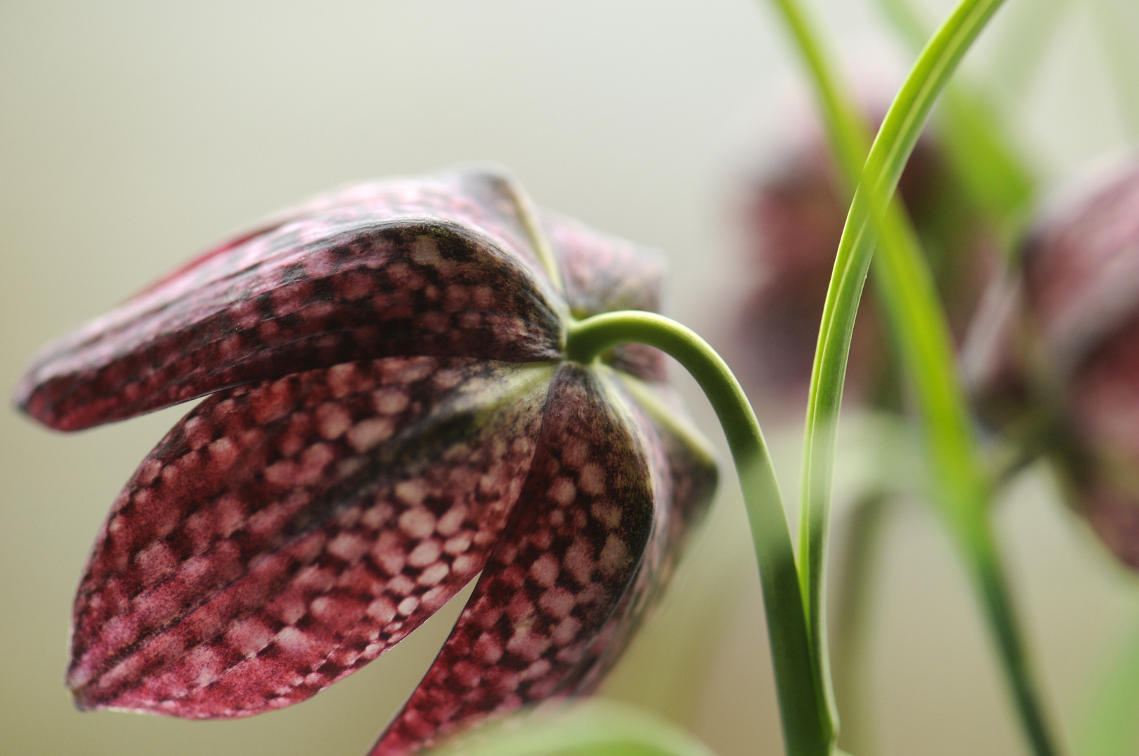 Fritillaria 3