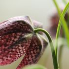 Fritillaria 3