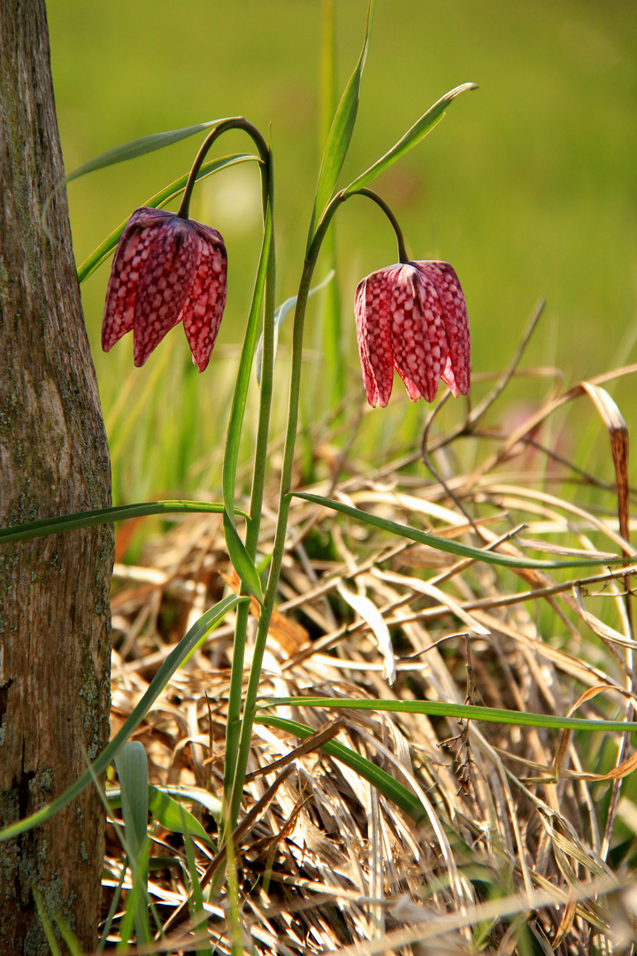 Fritillaria (3)