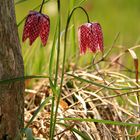 Fritillaria (3)