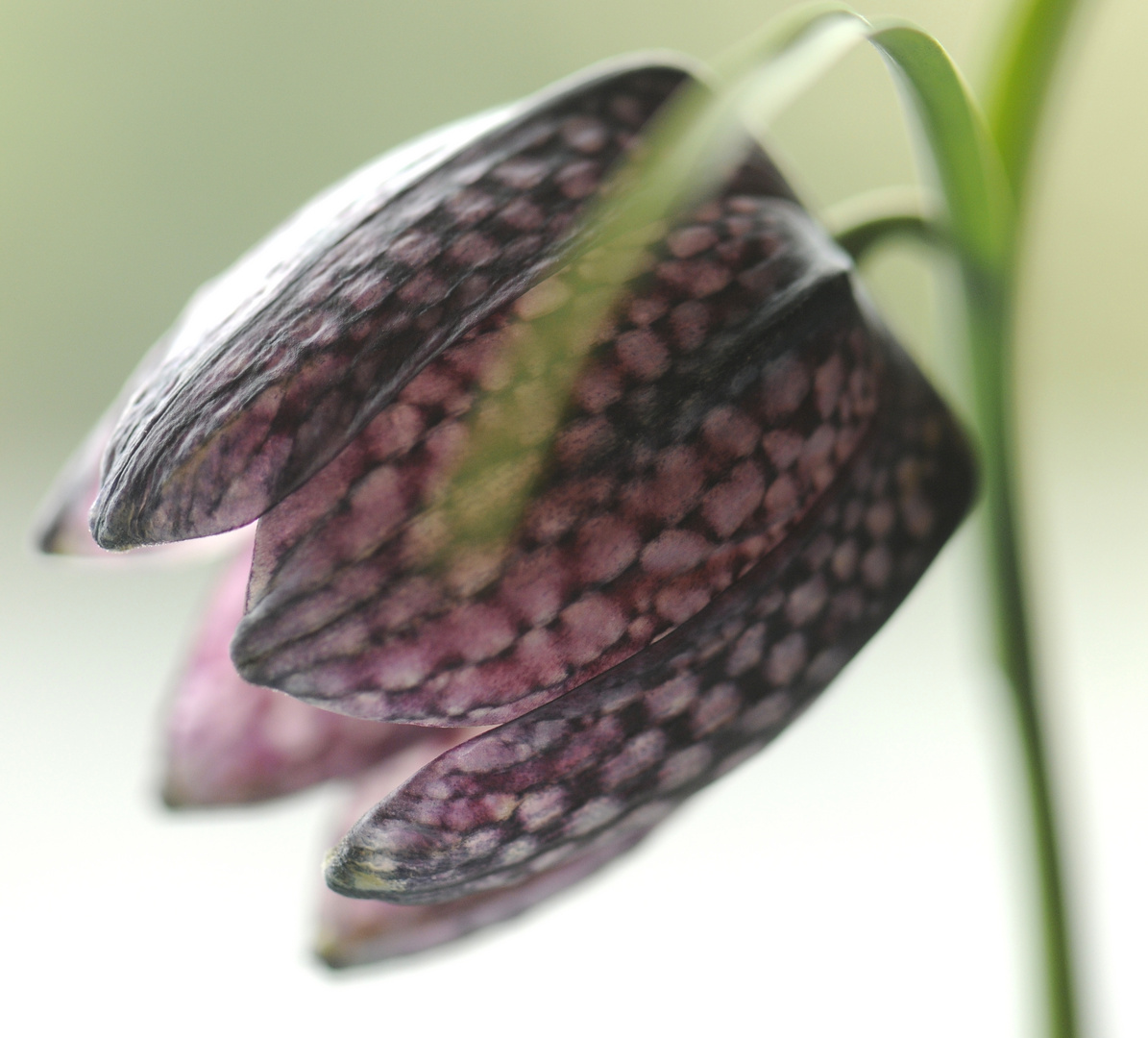 Fritillaria 4