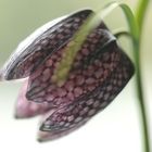 Fritillaria 4