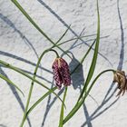 Fritillaria