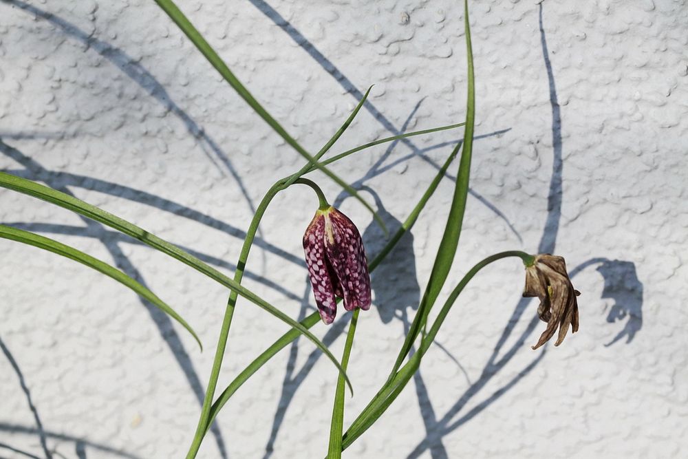 Fritillaria