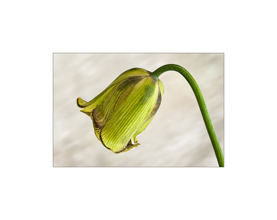 Fritillaria acmopetala...