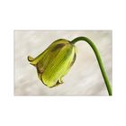 Fritillaria acmopetala...