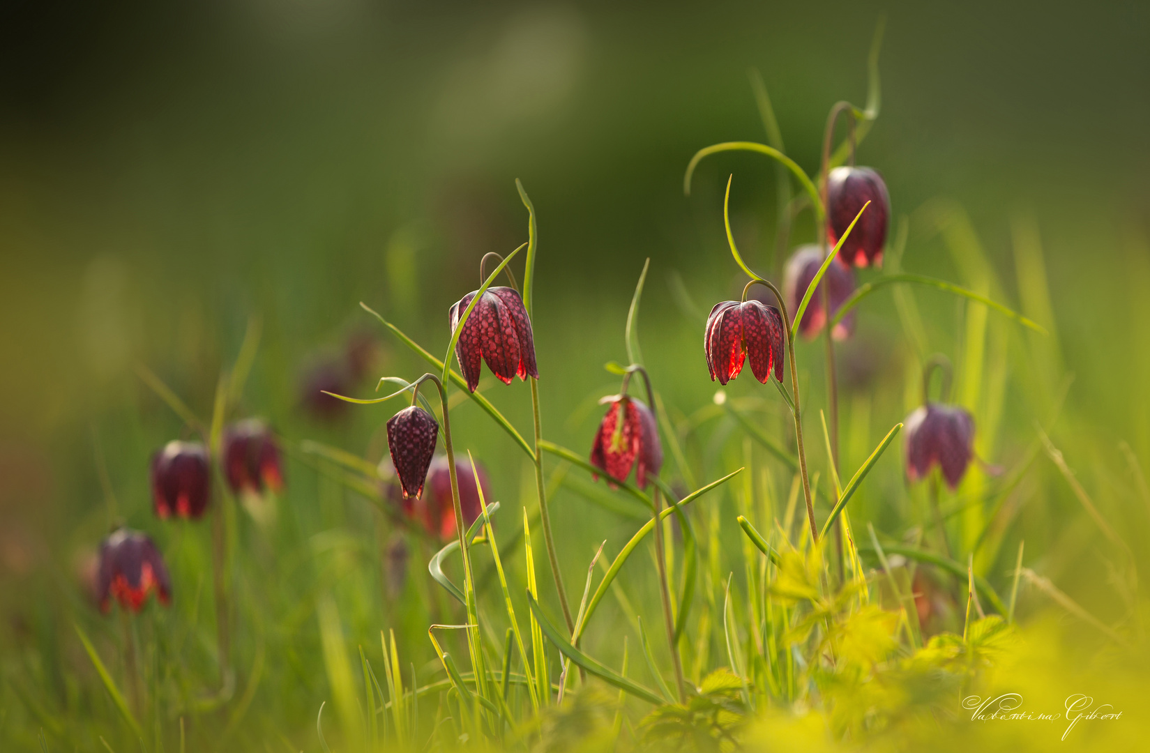 Fritillaria