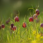 Fritillaria