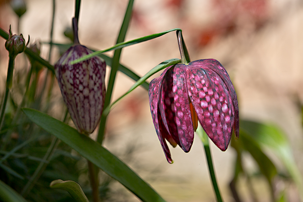 Fritillaria