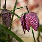 Fritillaria