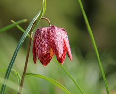 Fritillaria...