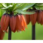 Fritillaria...