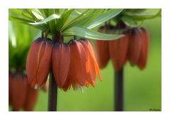 Fritillaria...