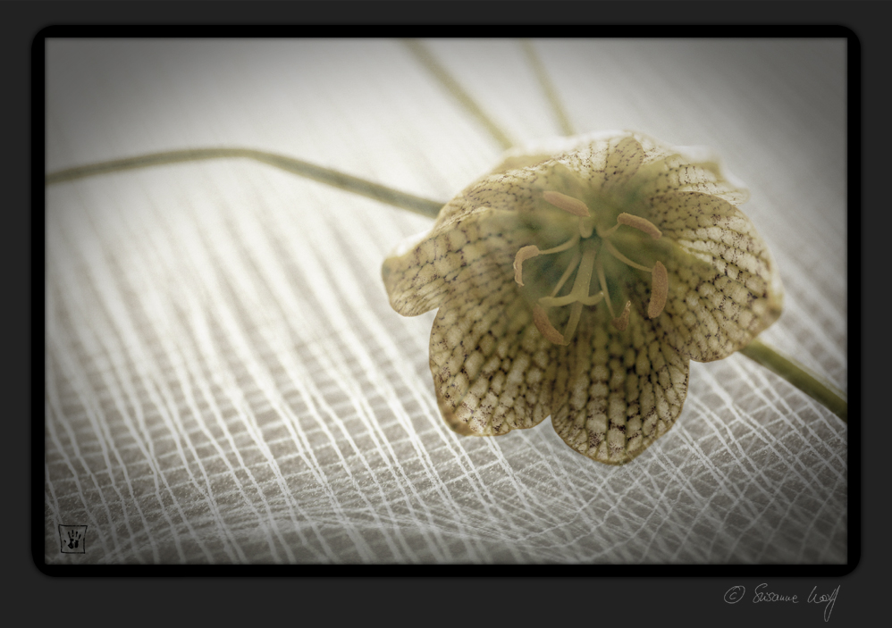 Fritillaria