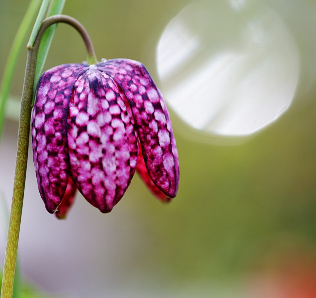 Fritillaria