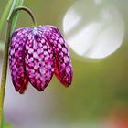 Fritillaria