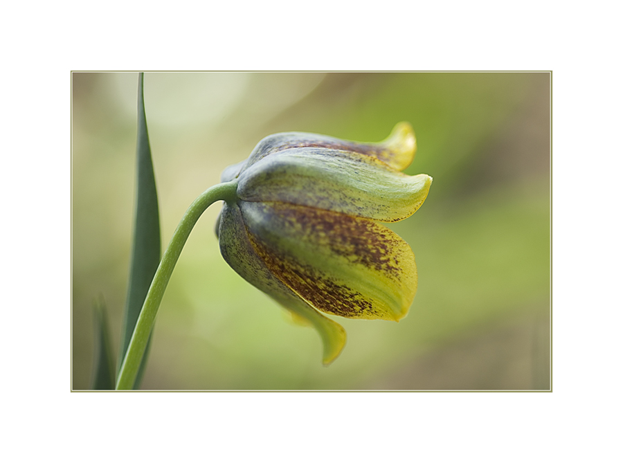 Fritillaria crassifolia