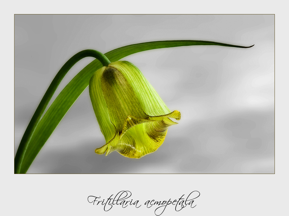 Fritillaria....