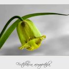 Fritillaria....