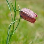 fritillaria del monte Guglielmo