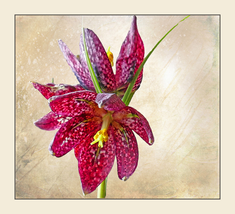 Fritillaria - die Schachbrettblume
