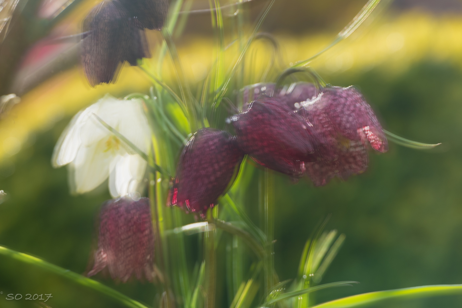 Fritillaria